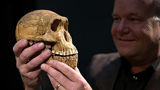 Afrique du Sud : grande exposition de fossiles humains