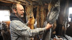 Image: Coyote fur