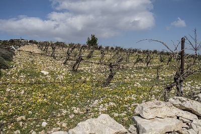 Palestinian farmland near Efrat settlement.