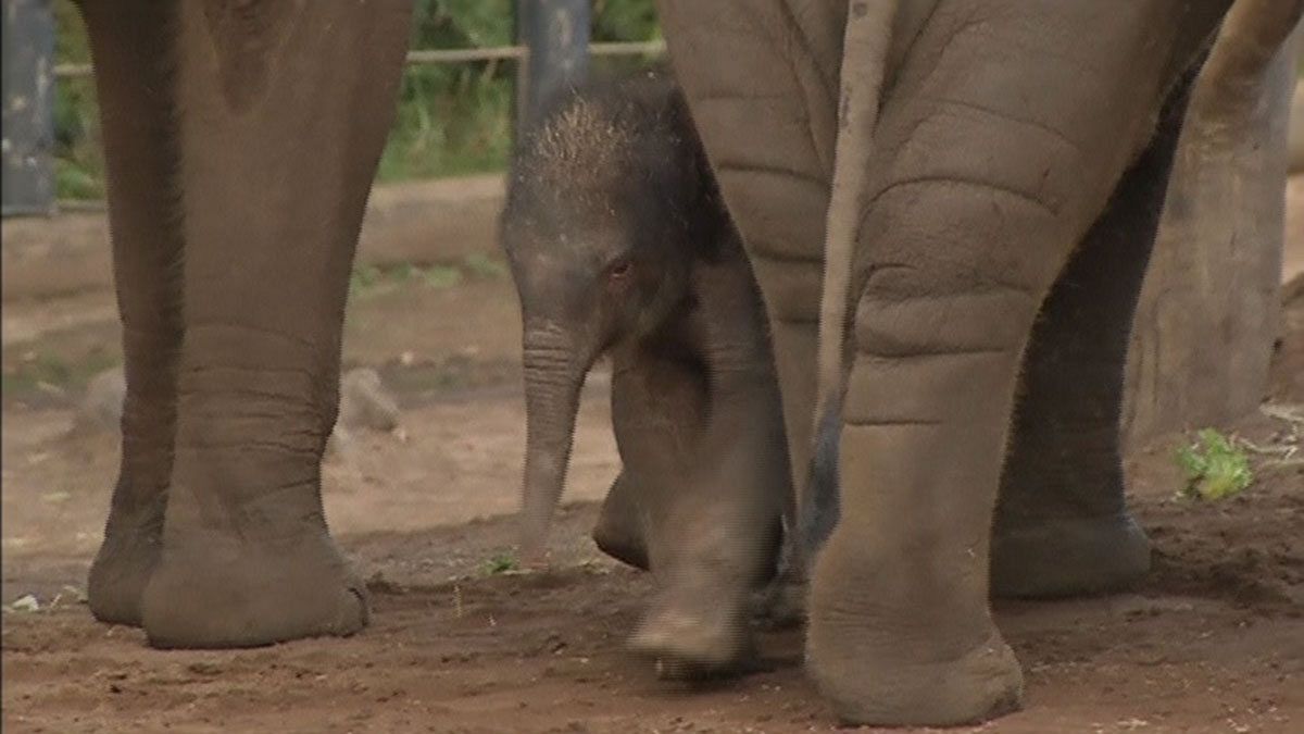 [Watch] Endangered baby elephant takes his first steps