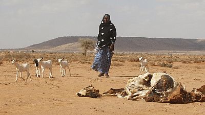 Likelihood of El Nino has decreased this year - S. Africa weather service