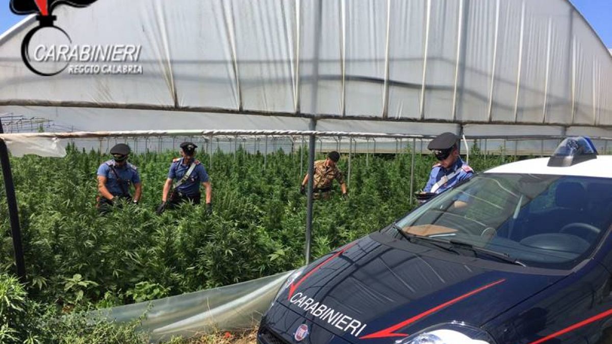 Megapiantagione di marijuana scoperta in Calabria