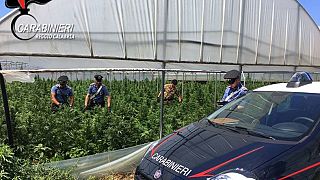 Itália: 15 mil plantas de marijuana num terreno municipal