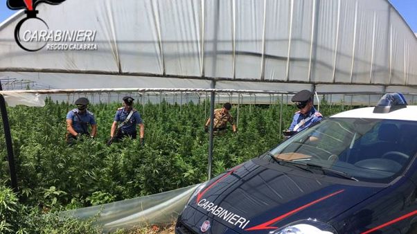 Megapiantagione di marijuana scoperta in Calabria Megapiantagione di marijuana scoperta in Calabria