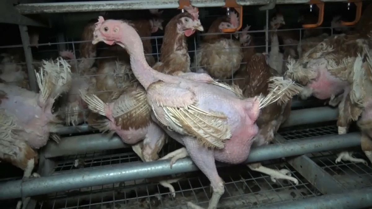 French activist's video showing appalling conditions on chicken farm shocks consumers