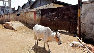 تعليق قرار حكومي يمنع بيع الأبقار إلى المسالخ