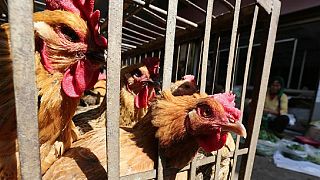 Hong Kong bans DRC poultry meat and products over bird flu outbreak