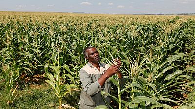 South Africa expecting to harvest highest maize crop in 4 decades