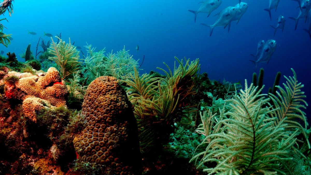 Ο ερωτικός χορός των κοραλλιών και η διάσωση των κοραλλιογενών ύφαλων