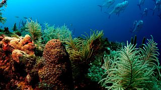Ο ερωτικός χορός των κοραλλιών και η διάσωση των κοραλλιογενών ύφαλων