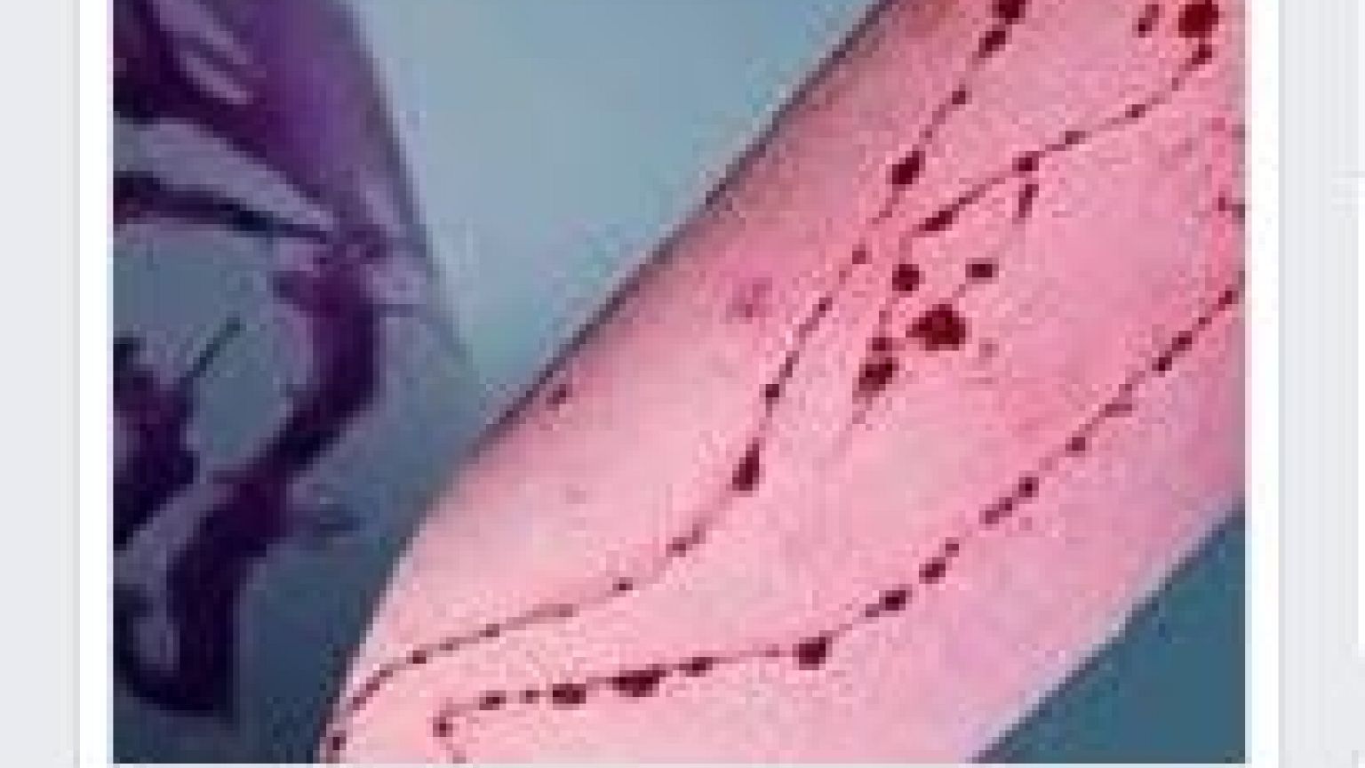 Italia: a Milano e Palermo si indaga sul Blue Whale Challenge