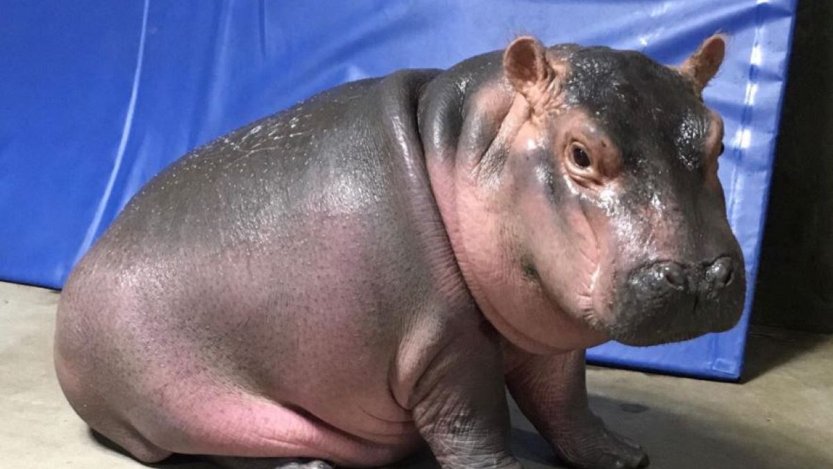 Baby hippo Fiona makes media splash