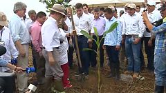 Colombia cambia la coca por el plátano