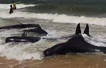 Sri Lanka: Kıyıya vuran balinaları açık denize yönlendirdiler