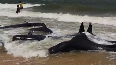 Stranded whales in Sri Lanka pushed back into the sea