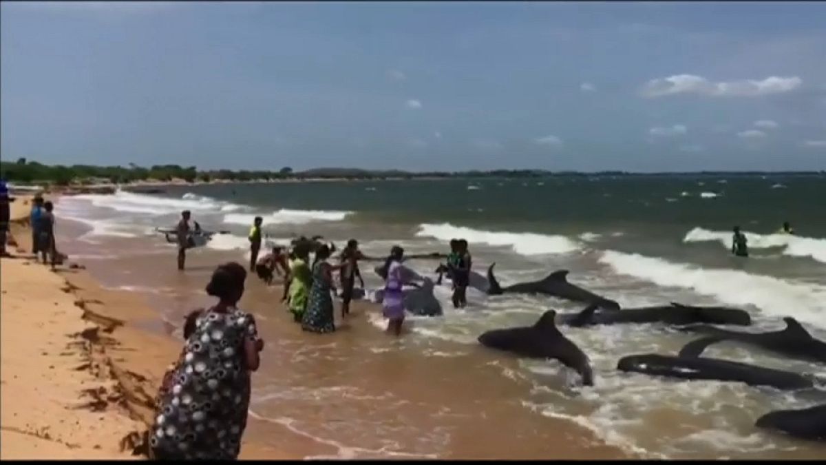 Baleias dão à costa no Sri Lanka