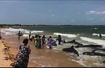 سكان بلدة سامبور ينقذون حيتاناً تائهة