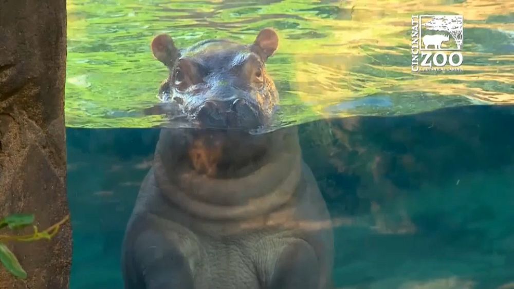 Meet Fiona - the hippo with millions of fans | Euronews