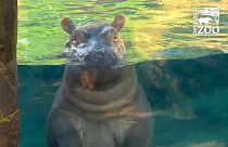 Meet Fiona - the hippo with millions of fans