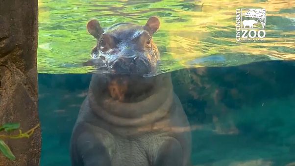 Cincinnati: il cucciolo di ippopotamo Cincinnati: il cucciolo di ippopotamo