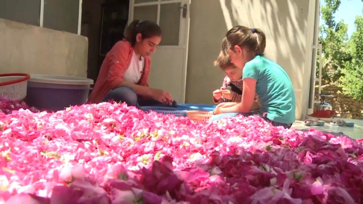 الوردة الشامية ضحية الحرب في سوريا