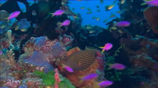 Mattarella: "Dall'Italia massimo impegno sull'ambiente" Mattarella: "Dall'Italia massimo impegno sull'ambiente"