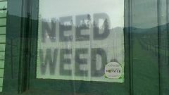 Oregon winegrowers diversify into marijuana