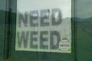Oregon winegrowers diversify into marijuana