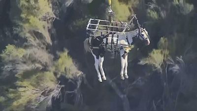 California: un caballo herido transportado por aire
