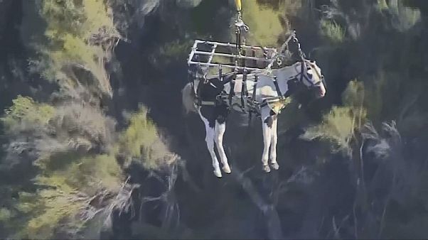 Californie : cheval volant Californie : cheval volant