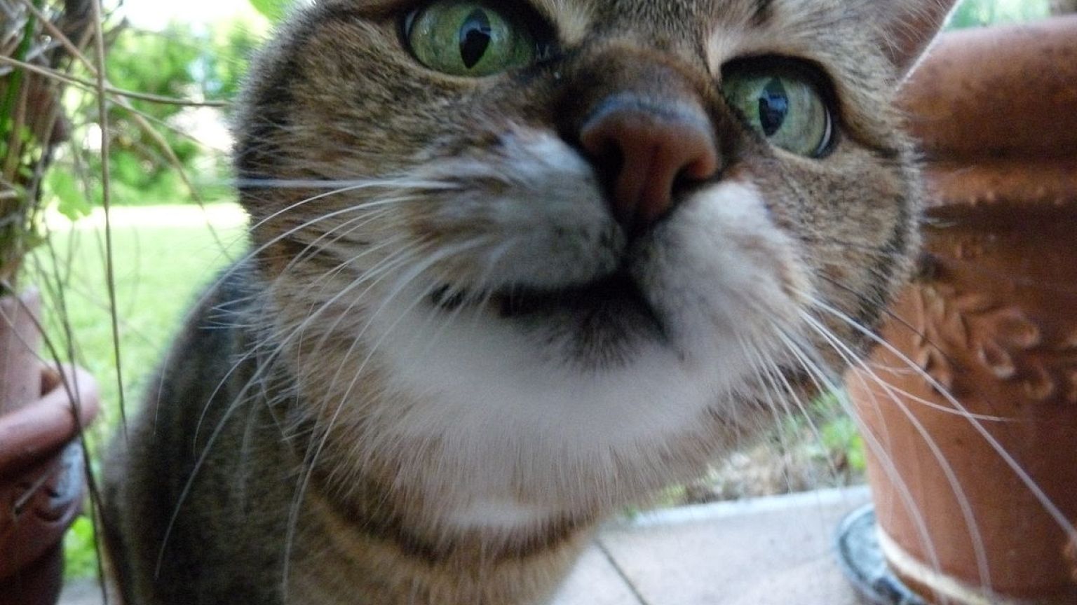 200 Katzen vergiftet