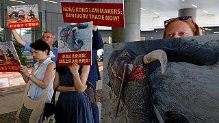 Wildlife smuggling in spotlight in Hong Kong as African rangers push for ivory ban