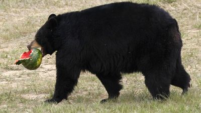 Whooao black Betty! Home invading bear captured playing piano