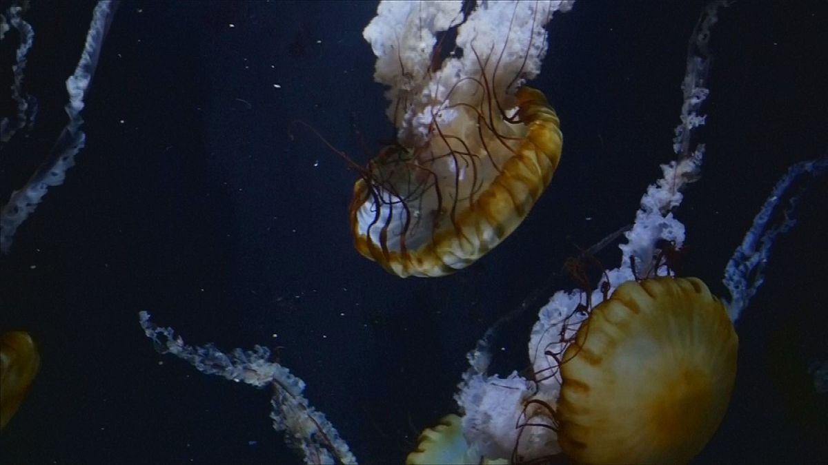 Аквариум Камо: мороженое с медузой