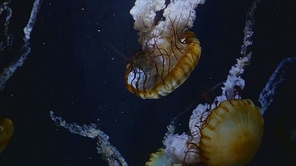 un musée de méduses au Japon un musée de méduses au Japon