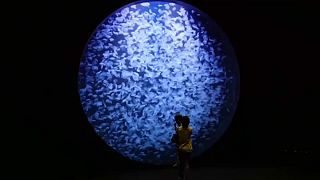 Dünyanın en büyük denizanası koleksiyonu Japonya'da sergilendi