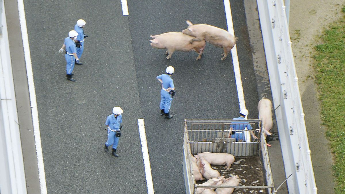 Otobanda dolaşan domuzlar