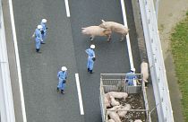Japão: Porcos fazem-se à estrada