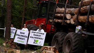 Polonya'da çevreciler ağaç kesimine karşı ayakta