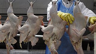 Grippe aviaire : embargo sud-africain sur le poulet zimbabwéen