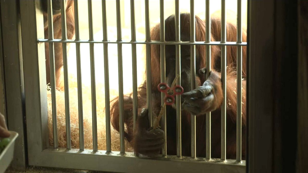 Orangutan gets the hang of fidget spinner