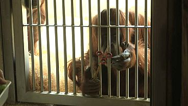 Orangotango aderiu ao spinner