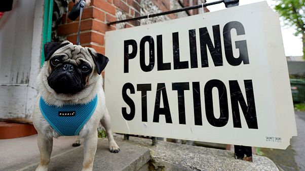 Los perros británicos también van a los colegios electorales Los perros británicos también van a los colegios electorales