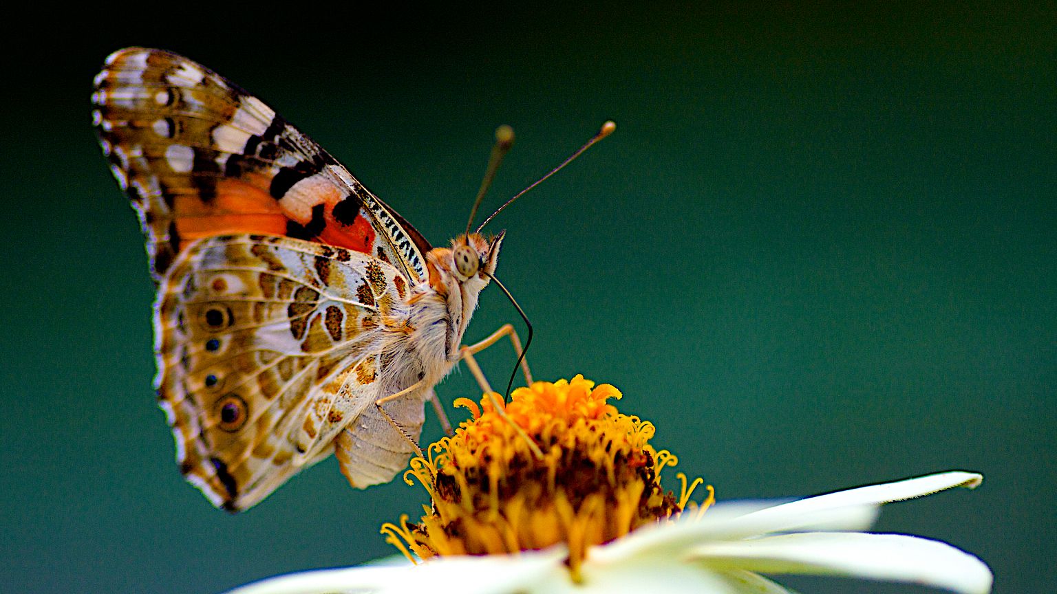 Image: Painted Lady  Vanessa cardui