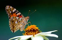 Image: Painted Lady  Vanessa cardui