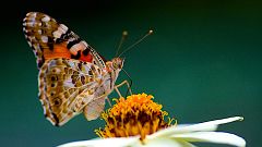 Image: Painted Lady  Vanessa cardui