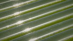 Takeaway: Harvest in sea water