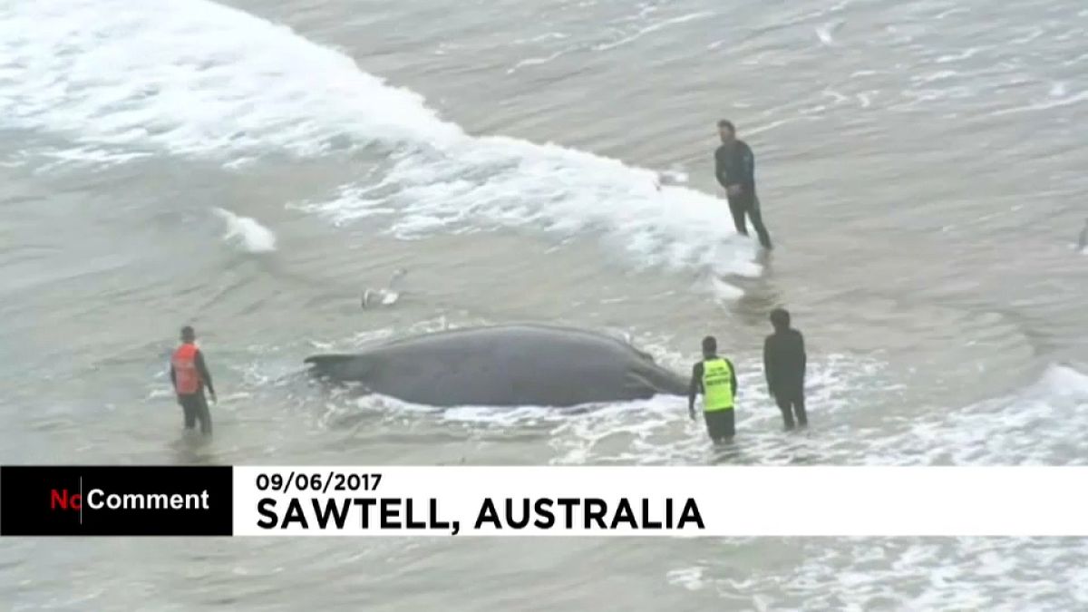 Sauvetage d'une baleine sur une plage australienne