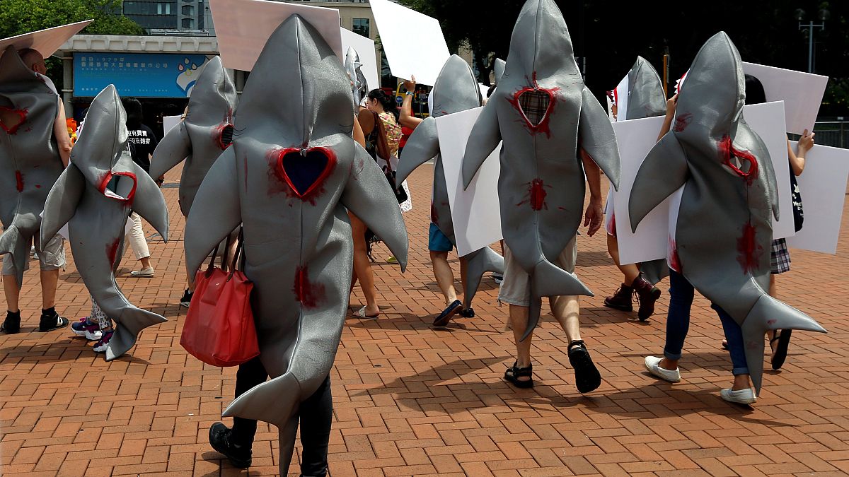 Gegen Haifischflossensuppe - 500$ das Pfund und eine Umweltsünde