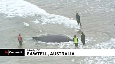 Συγκινητική προσπάθεια διάσωσης φάλαινας